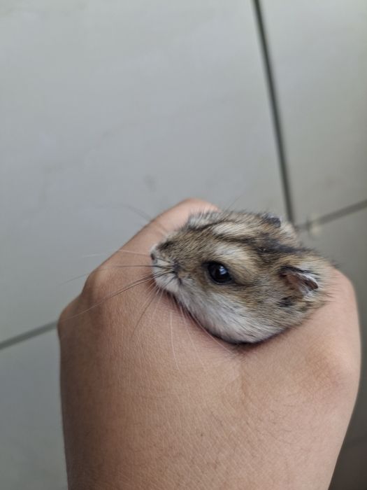 Хомяк продам бесплатно
