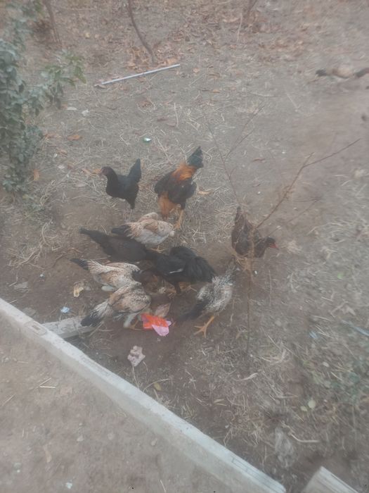 Kulangli toviqlar bor sotiladi