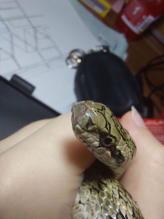 Продам Змею. Полоз