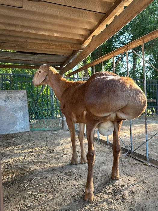 Қисық жамбастары бар шлюхалардың фото жинақтары