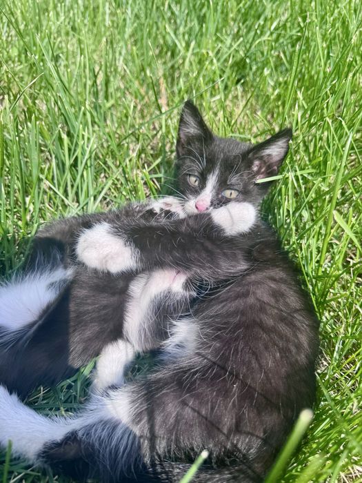 Котята мальчик и девочка