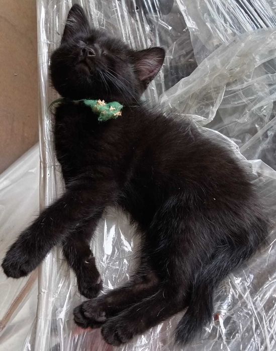 котята черные отдадим