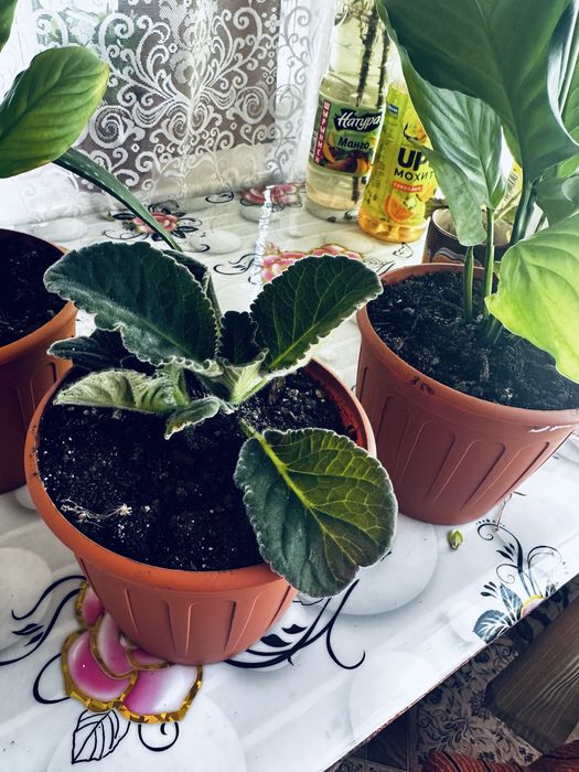 Продам домашние цветы