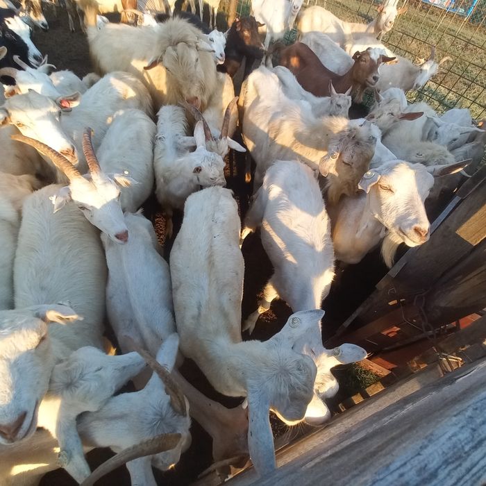 Capre  Saanen și metis