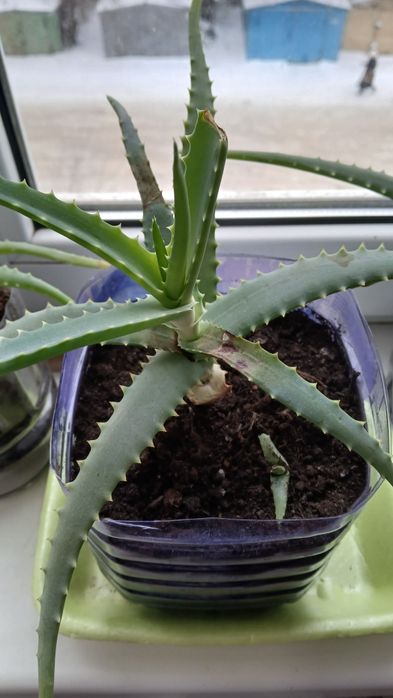 Комнатные растения