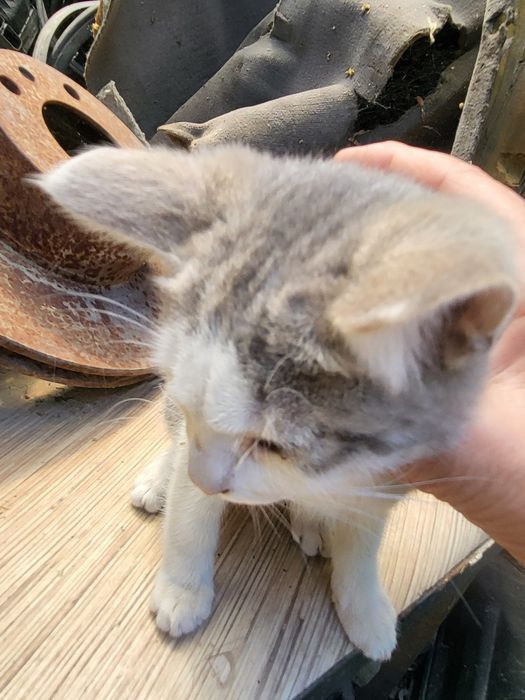 Кошка отдам в добрые руки