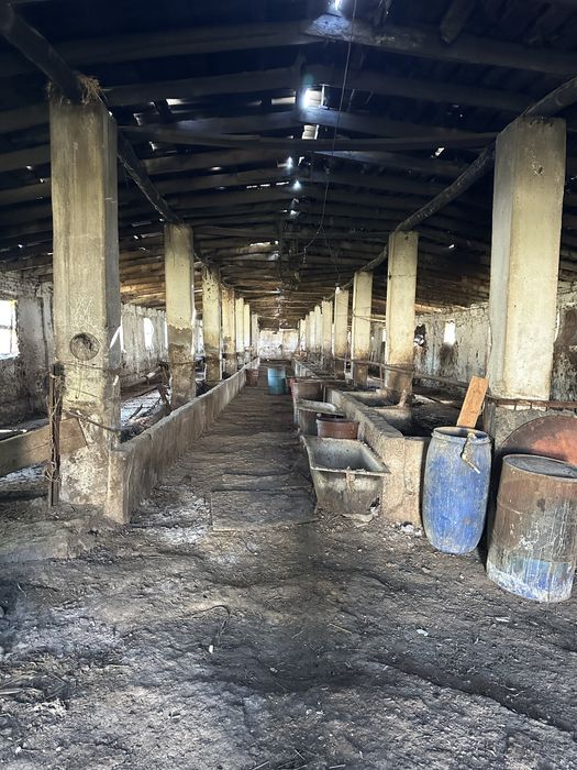 Ferma sotladi maniz Tolabi oq tomda