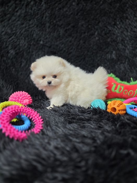 Pomeranian fetita tip boo