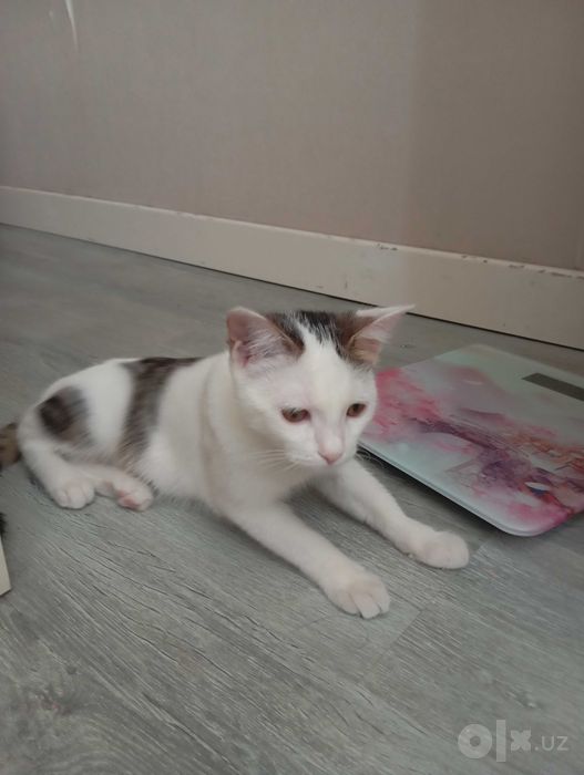Котёнок за бесплатно