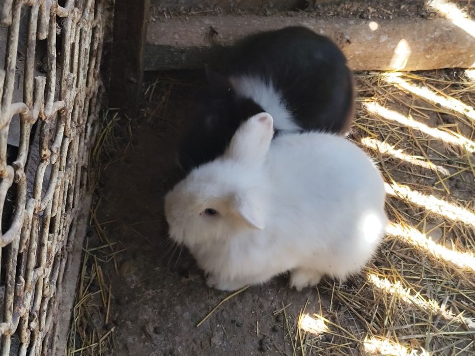Vînd iepurași pitici.
