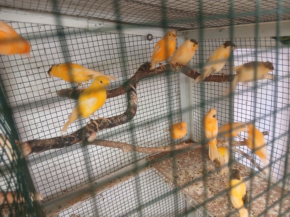 canari masculi tineri
