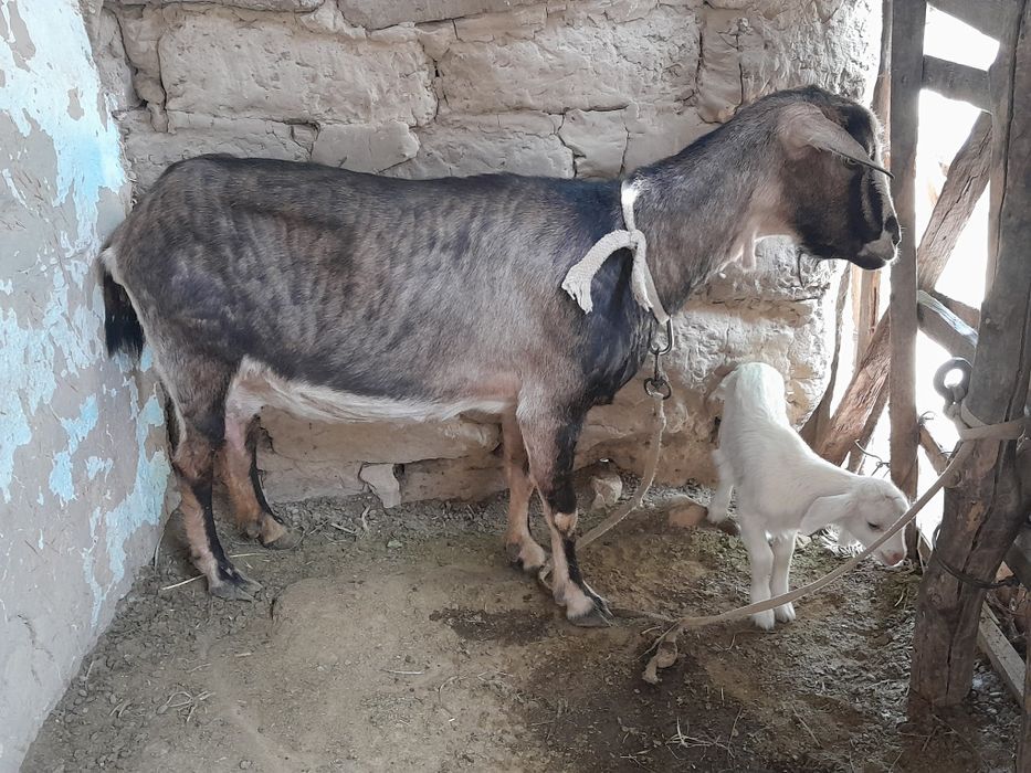 Срочно продаются козы с козлятами!!