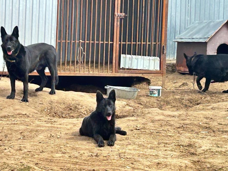 Щенки немецкой овчарки.ЧЕРНЫЕ.