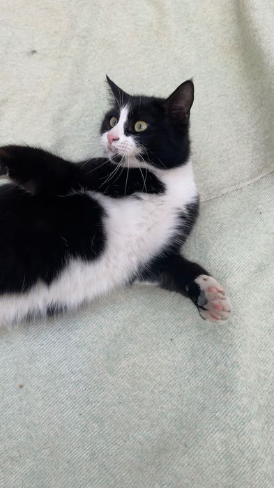 Кот Феликс уволен с работы.