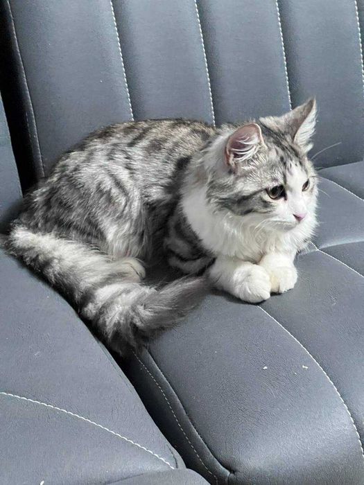 Отдам даром в добрые руки