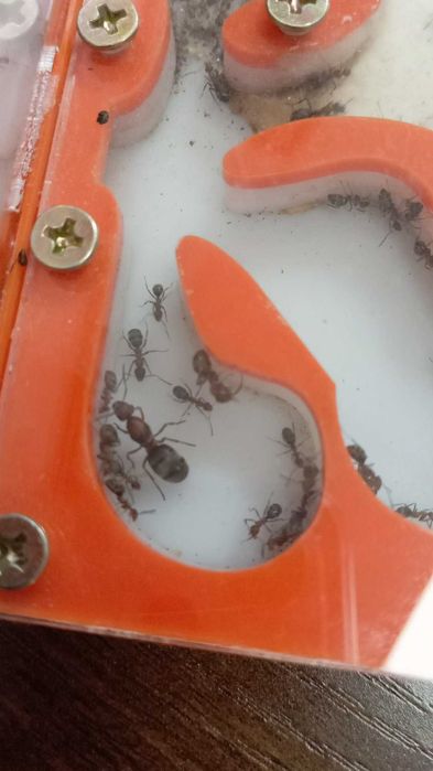 Муравьи. Муравьиные семьи