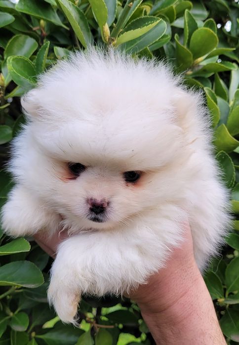 Померан-мини шпиц!!!