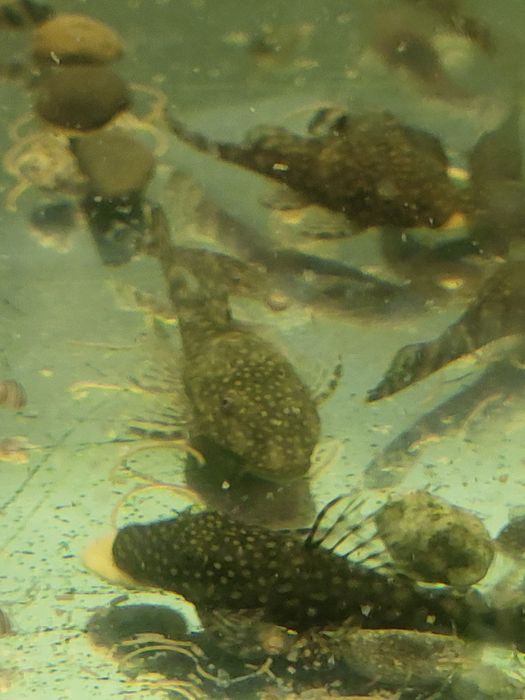 Продам молодняк анциструса.