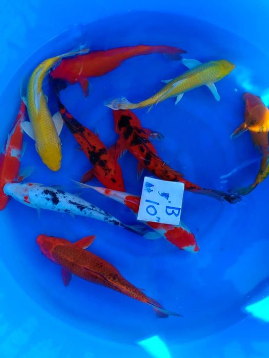 Koi karp yaponskiy