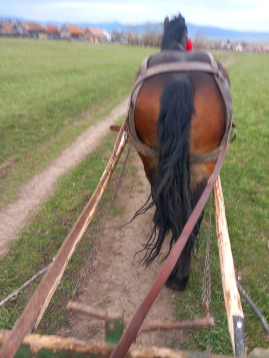 Mînza poloneza 3 ani variante