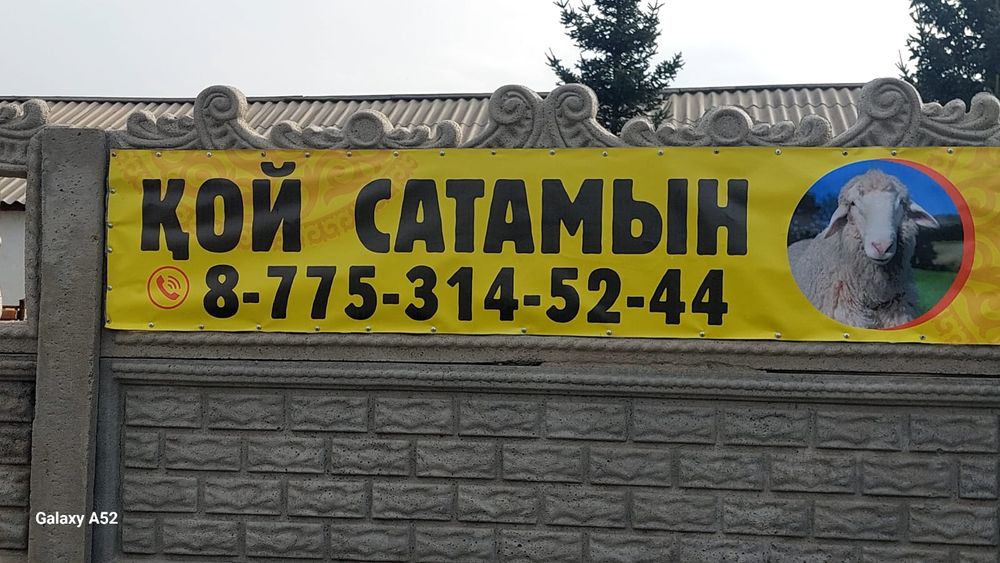 Қой сатамыз ул.Айтмағанбет 9/1