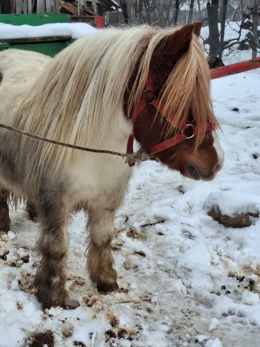 Poneu de de vânzare