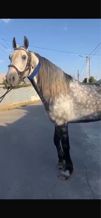 Орловский Жерыбец для случки