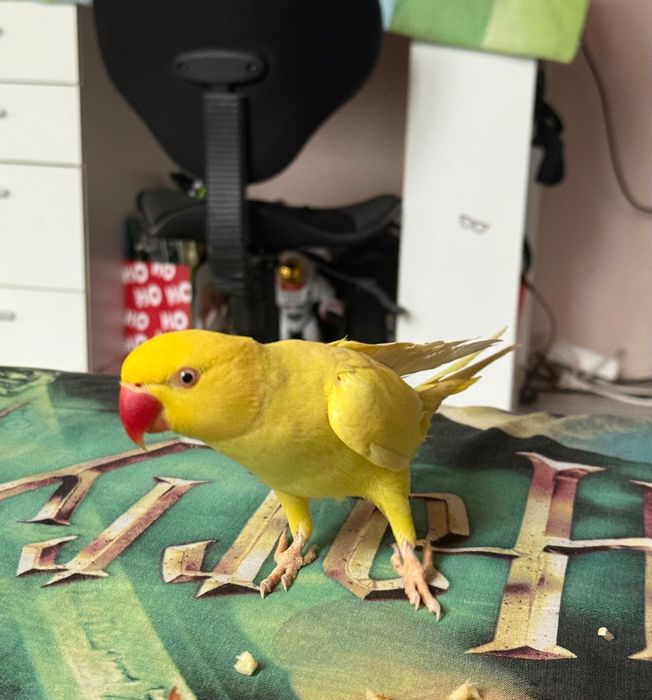 Papagal micul Alexander