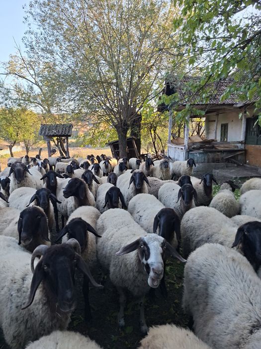 Vând oi, miele, berbec