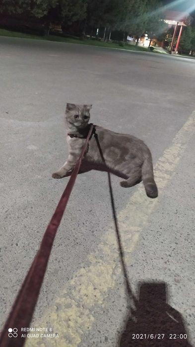 Пародистая кошка в добрый руки