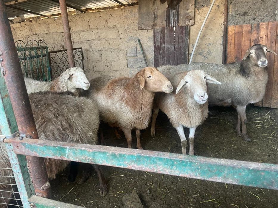 Саулык сатылады