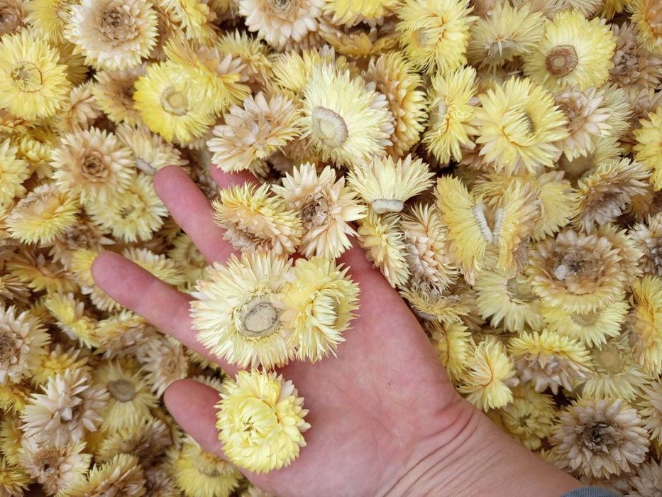 Flori de paie imortele Helichrysum