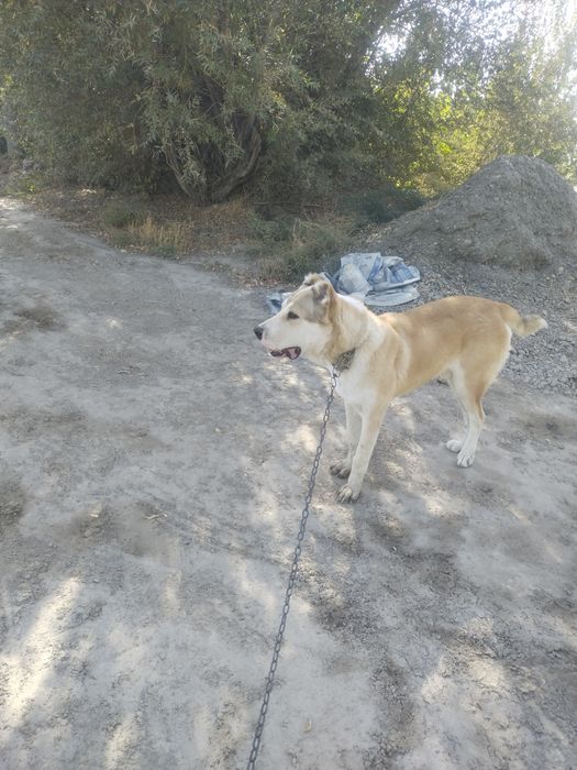 Alabay 7oylik yuvosh