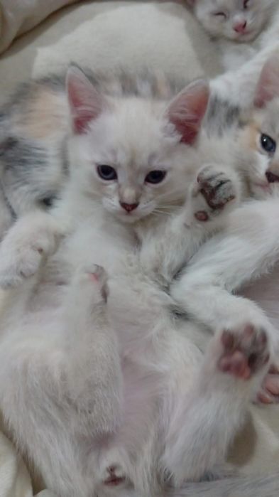 Ищем добрую семью для малышей