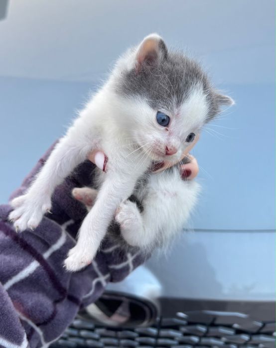 продам породистых котят