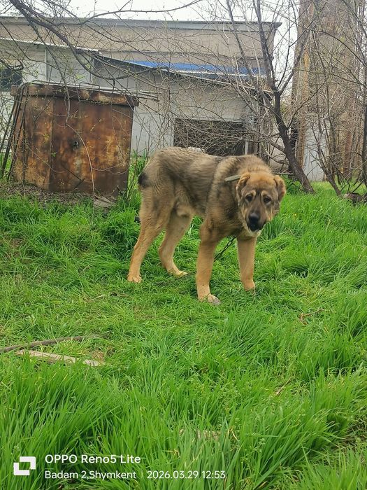 Продам щенка АЛАБАЙ 1. и 2 месяца вес 60 + тяж будет