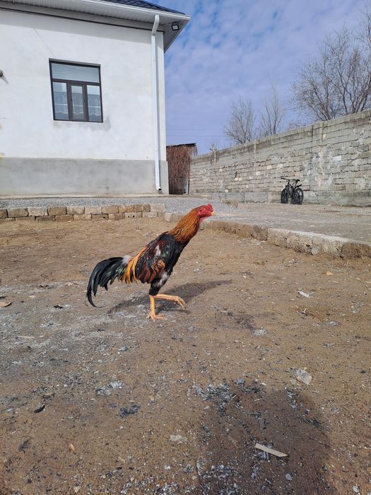 Бойцовский дакан