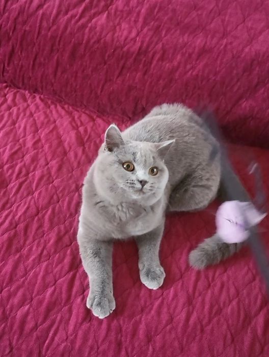British shorthair