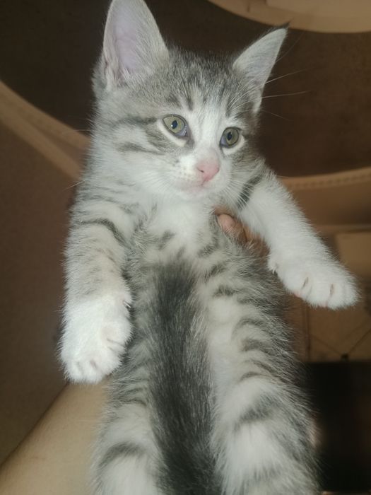 Sibirskiy zottor metis mushularimiza bor