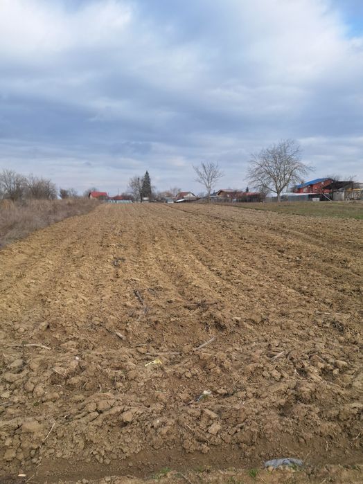 Teren intravilan de vânzare, zona Copăceni Ilfov.