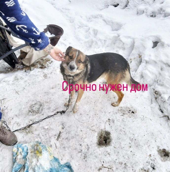 Отдадим в добрые руки