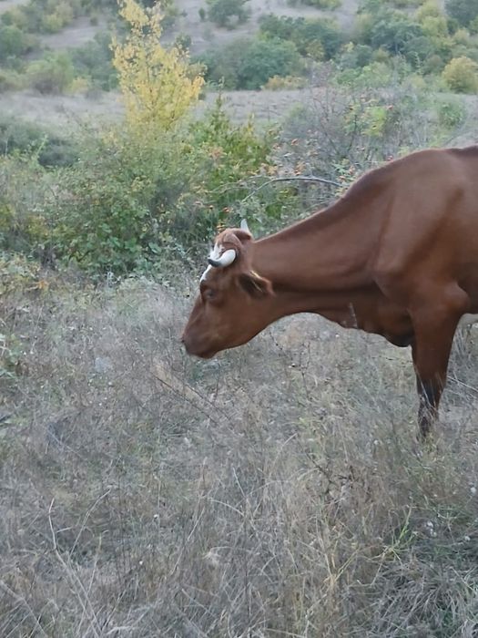 Продават се две юници на първо отелване