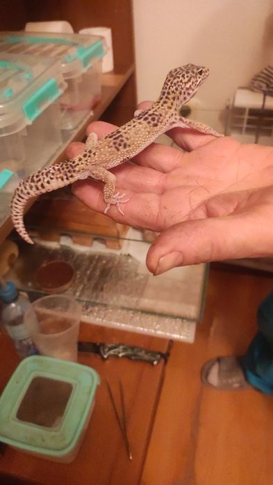 Эушки  разного возраста