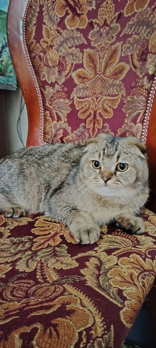 Skotish fold shinshila sotiladi !