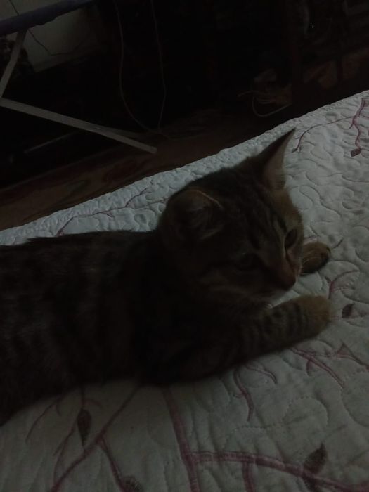 Отдадим котят в добрые руки