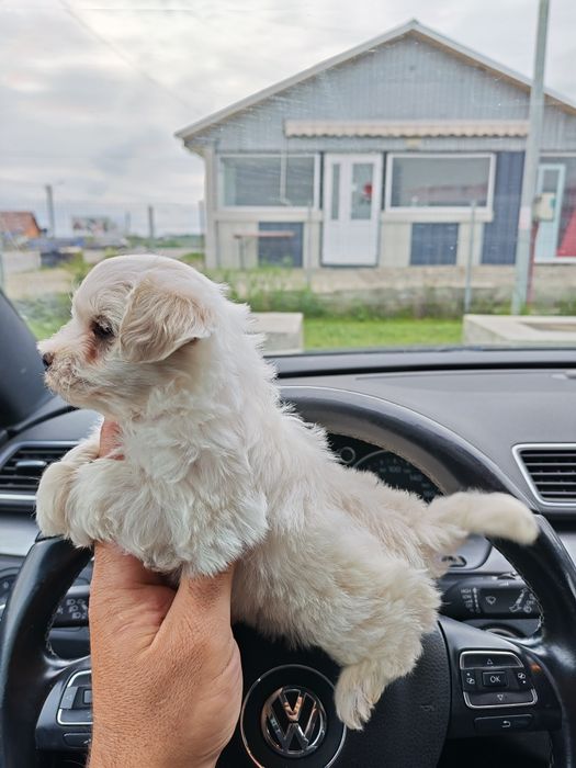 Pufulete alb și jucăuș