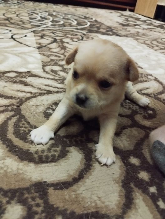 Продаются щенки чихуахуа