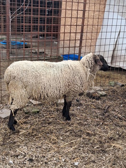 Oaie cap negru german tanara