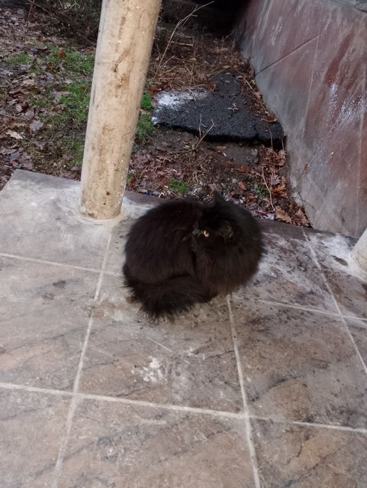 Срочно заберите кошку