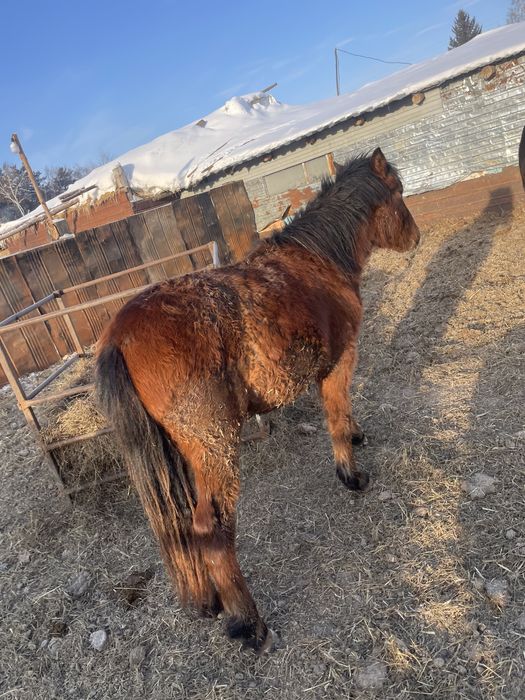 Продам тайев с откорма цены разные